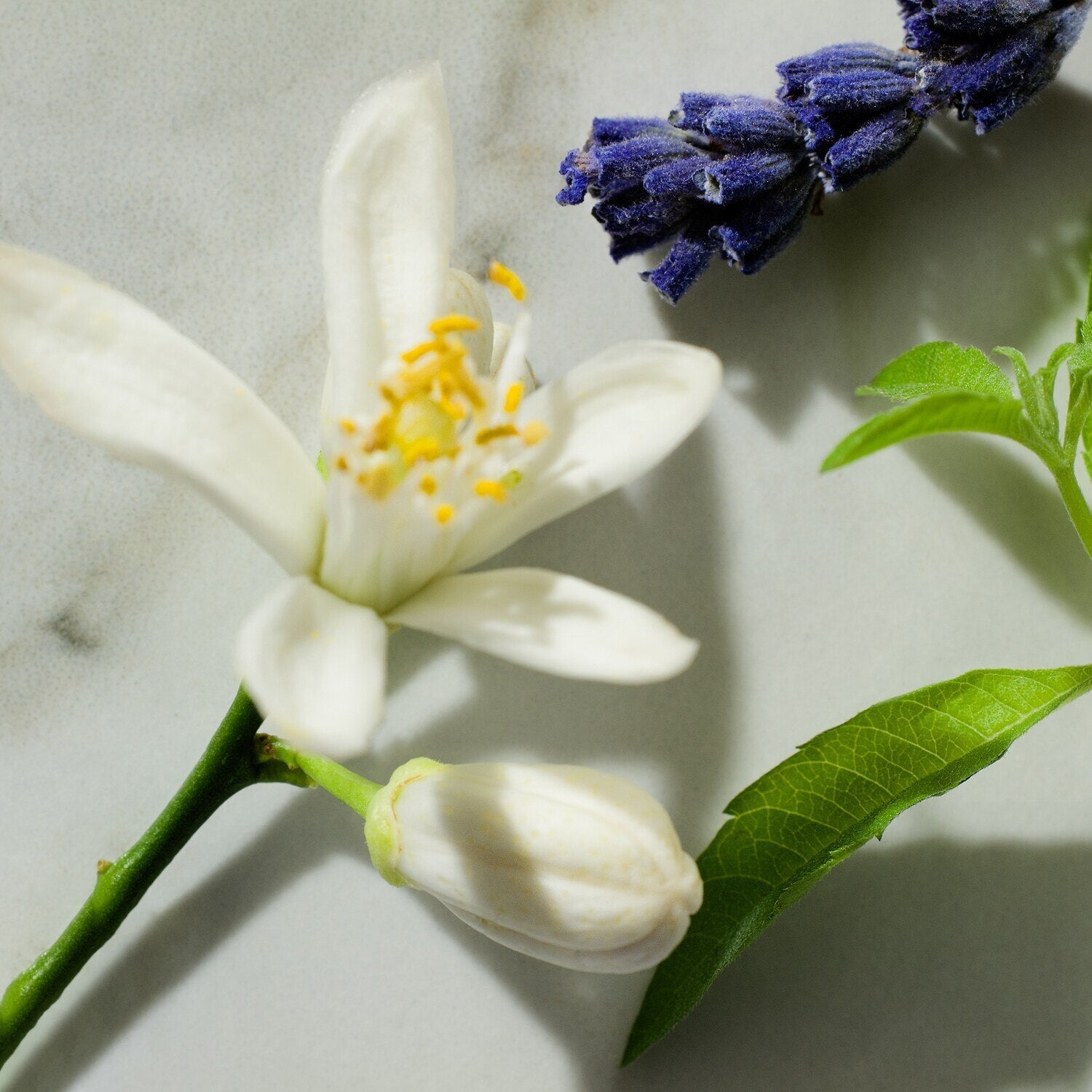 Yves Saint Laurent Libre Travel Spray EDP For Her – 10 ml -  - www.xscent.shop