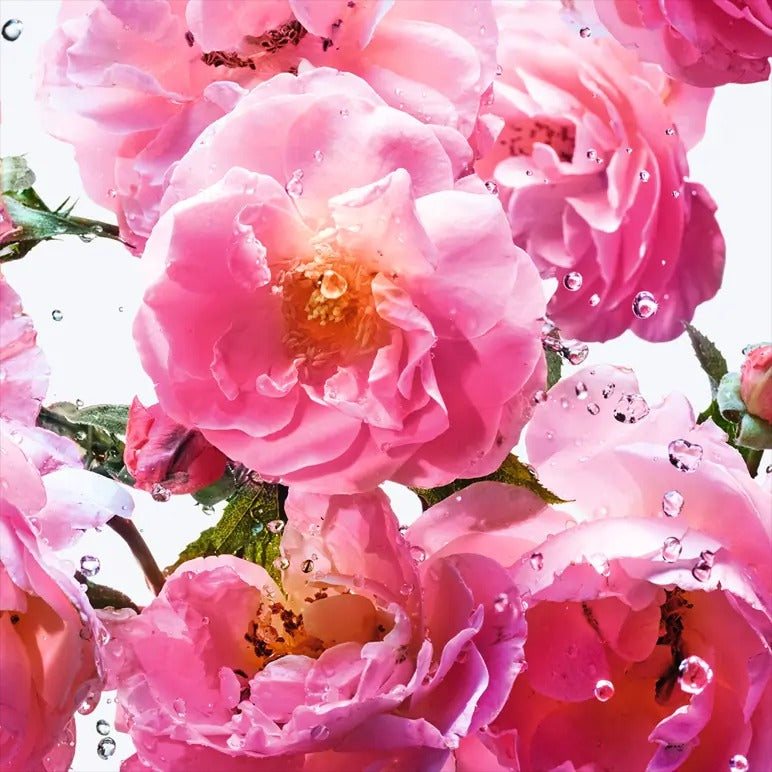 Dior Miss Dior Hair Mist - 30 ml -  - www.xscent.shop