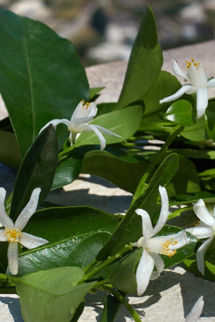 Dolce & Gabbana Devotion Eau de Parfum For Her - 50 ml -  - www.xscent.shop