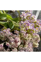 Dolce & Gabbana Q Intense Eau de Parfum For Her - 50 ml -  - www.xscent.shop