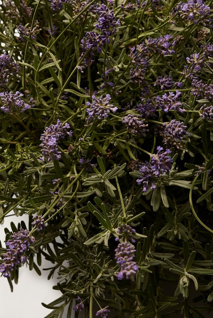 Dolce & Gabbana DGVIB3 Eau de Parfum For Unisex - 100 ml -  - www.xscent.shop