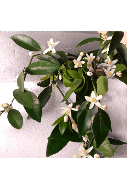 Dolce & Gabbana Devotion Eau de Parfum Intense For Her - 50 ml -  - www.xscent.shop